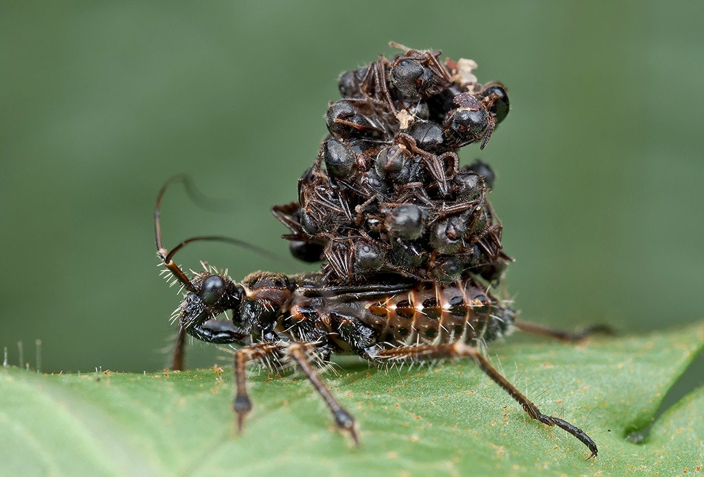 What is a Kissing Bug?