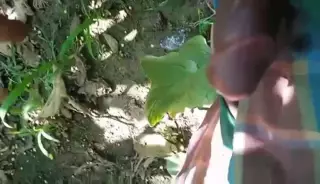 bangladeshi jungle sex video