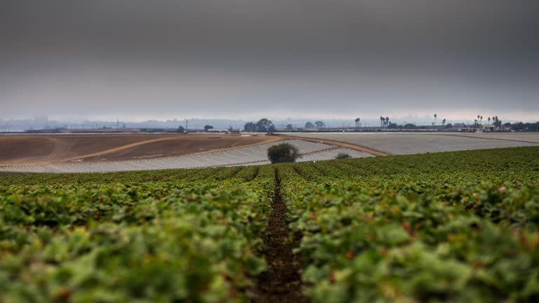 Sigh Of Relief In CA's Central Valley