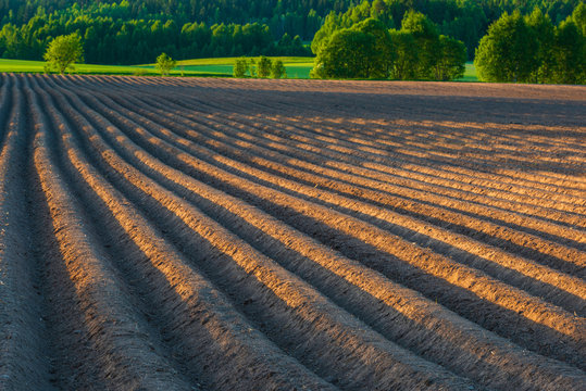 “Plowed” or “Ploughed”