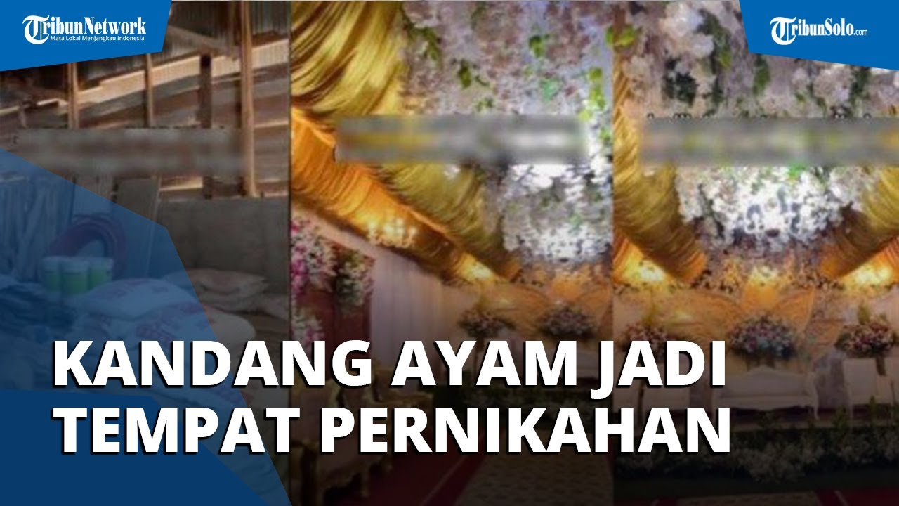 Video viral Kandang ayam