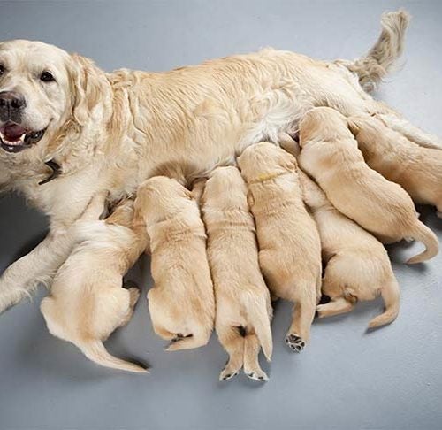 Woman breastfeeding doodh puppies www w