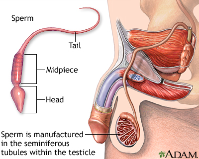 Male Reproductive System