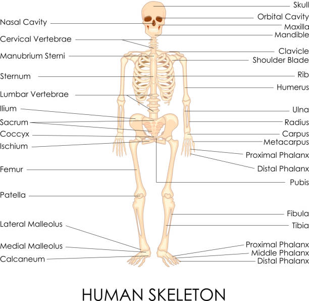 Skelton