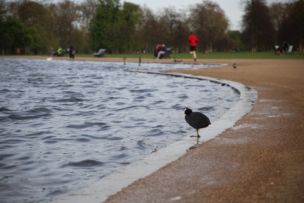 Black chick with waters