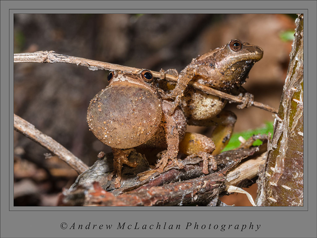 Pseudacris crucifer (Spring Peeper) - Parry Sound District, Ontario