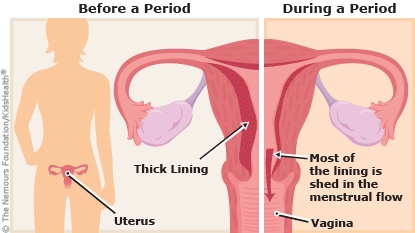 Your menstrual cycle