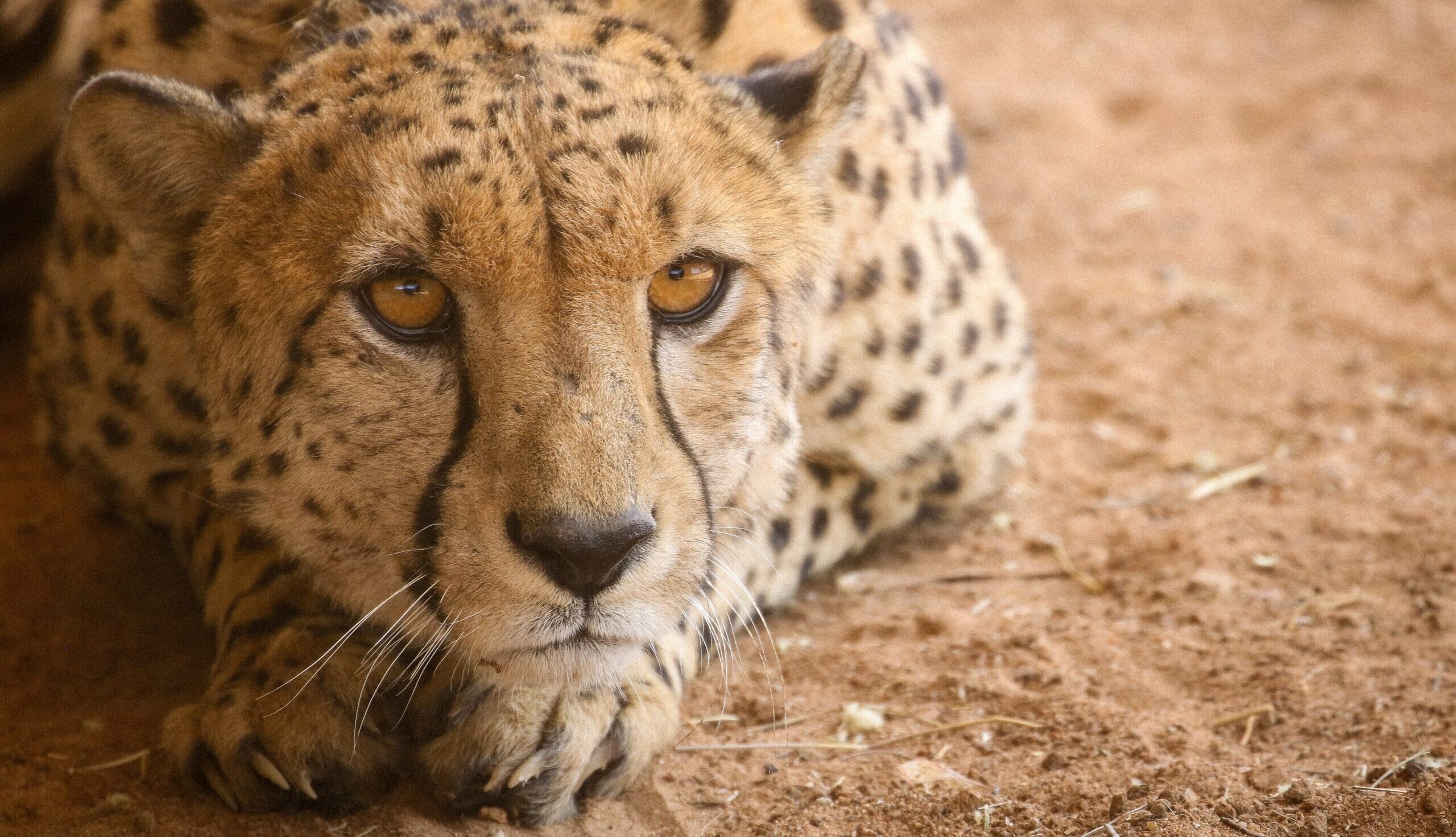 Cheetahs: On the Brink of Extinction, Again