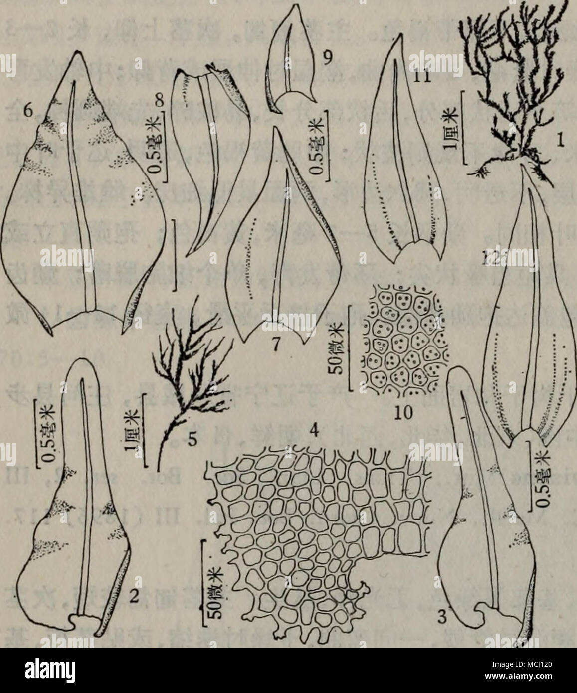 å°å“¥å“¥çˆ±ç†