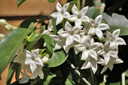 Jasmine View