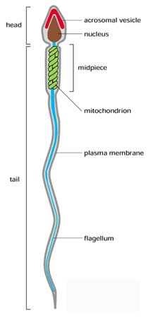 Sperm Are Highly Adapted for Delivering Their DNA to an Egg